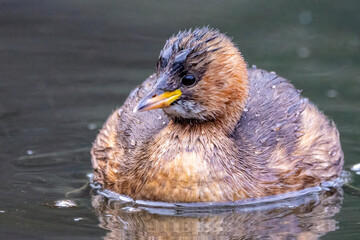 Fototapeta premium Zwergtaucher&nbsp;(Tachybaptus ruficollis)