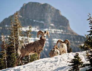 Bighorn Sheep stand in a snowfield at Logan Pass in Montana's Glacier National park.