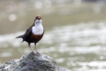 Wasseramsel (Cinclus cinclus)