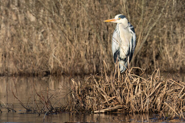 Graureiher (Ardea cinerea)