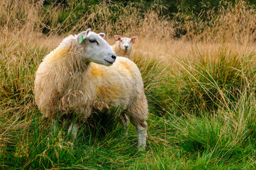 sheep in the open field in autumn - Powered by Adobe