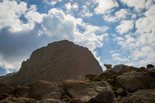 Mountain Goat Below Mt Eolus
