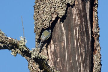 Blaumeise (Cyanistes caeruleu)