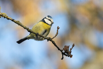 Blaumeise (Cyanistes caeruleu)