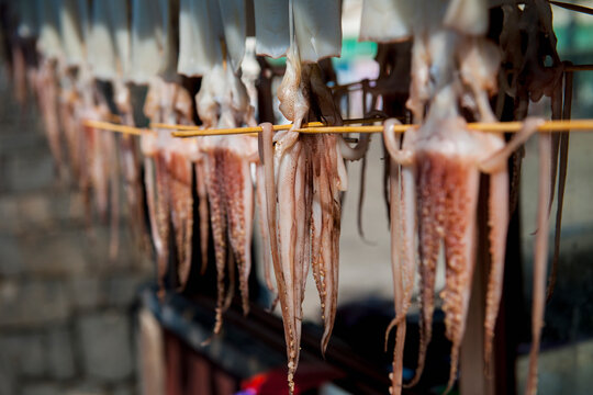 Squid hanging out to dry in Jeju Si on Jeju Island
