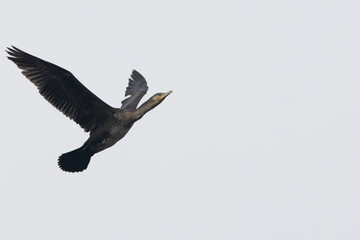 Kormoran (Phalacrocorax carbo)