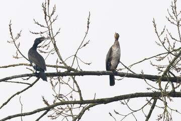 Kormoran (Phalacrocorax carbo)