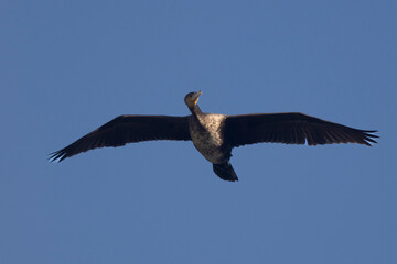 Kormoran (Phalacrocorax carbo)