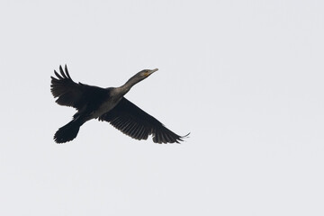 Kormoran (Phalacrocorax carbo)