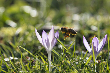 Honigbienen in der Krokuswiese