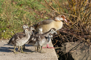 Nilgans (Alopochen aegyptiaca)