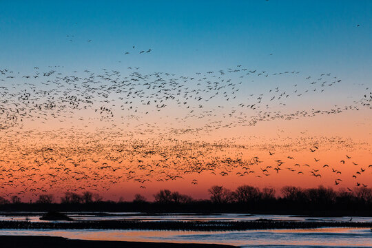 Flock of sandhill crane (Antigone canadensis) birds at sunset, Platte River, Kearney, Nebraska, USA