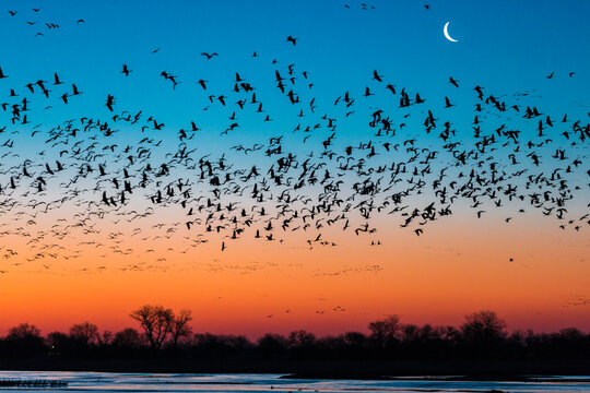Flock of sandhill crane (Antigone canadensis) birds at sunset, Platte River, Kearney, Nebraska, USA