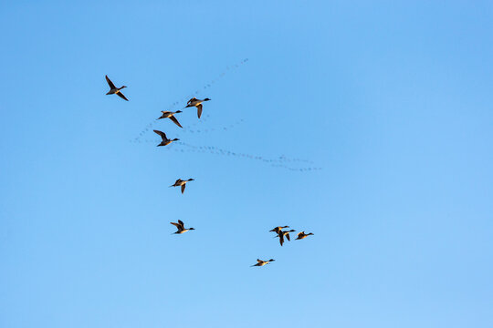Northern pintail (Anas acuta) ducks and sandhill crane (Antigone canadensis) birds flying against sky, Kearney, Nebraska, USA