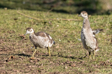 Nilgans (Alopochen aegyptiaca)