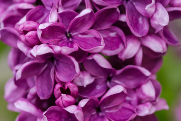 Part of purple lilac inflorescence, close-up in selective focus