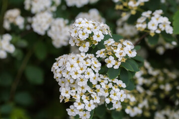 Branch of blooming spiraea on a dark blurred background