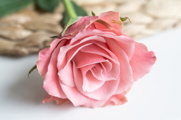 Beautiful pink pastel roses in spring