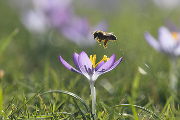 Honigbienen in der Krokuswiese