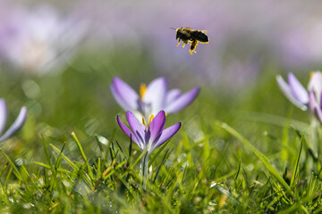 Honigbienen in der Krokuswiese