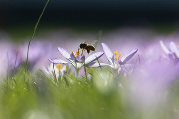 Honigbienen in der Krokuswiese