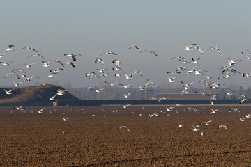 Lachmöwen über Feldflur