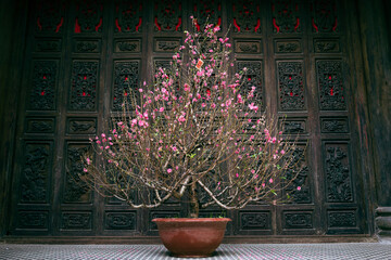 A large blossoming cherry tree trimmed like a bonsei stands planted in a flower pot in front of a Chinese wooden temple wall. The tree stands in a cone of light