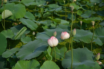 Lotus flower and lotus pip in lotus park