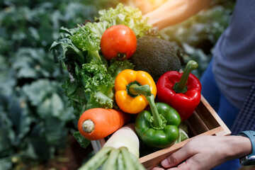 Organic farmer in a vegetable field holding a wooden box of beautiful freshly picked vegetables, Organic vegetables and healthy lifestyle concept.