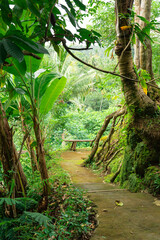 Jungle in Pulina Coffee Plantation, Bali Indonesia