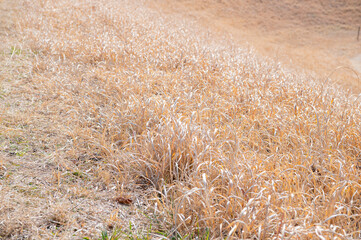 一面の枯れ草