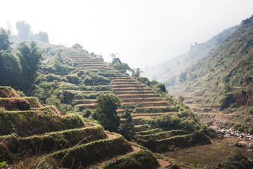 Fototapeta na wymiar Rice terraces in Asia