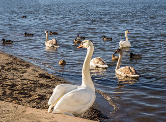 Swans and ducks swimming in the sea, and walking on the beach, looking for food on a beautiful spring sunday.