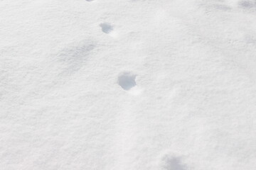 氷上の猫の足跡