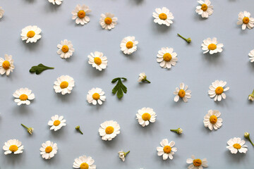 floral natural background, small cute daisies on a blue backdrop, top view.