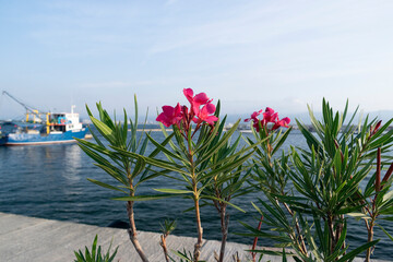 Early in the Morning on the beach in Nessebar resort in Bulgaria
