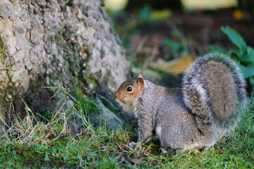 squirrel in the park