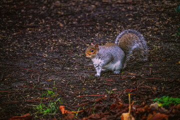 squirrel in the park