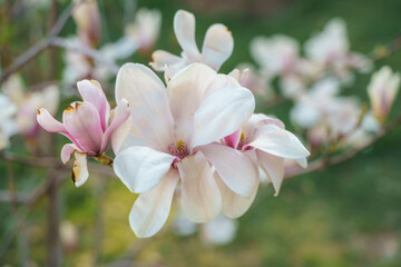 Fototapeta na wymiar Flower magnolia blossoms on green grass background.