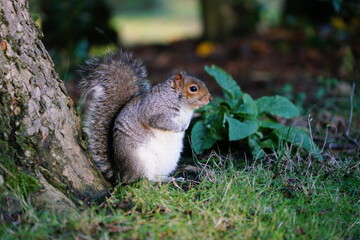 squirrel in the park