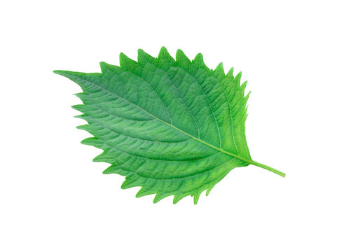 shiso isolated ontransparent png