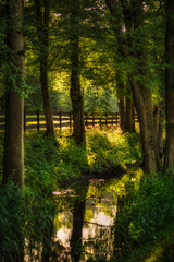 potok w cieniu drzew przy drodze leśnej