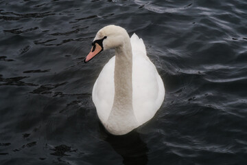 swan on the water