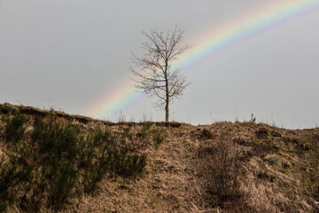 tęcza na niebie i samotne drzewo na horyzoncie © Henryk Niestrój