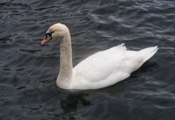 swan on the lake