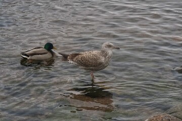 duck and seagull 
