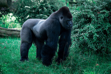 wielki czarny goryl wypoczywa