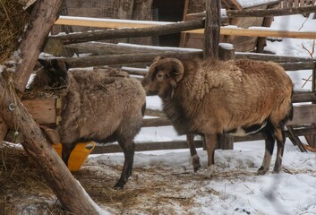 Pedigree sheep on the farm