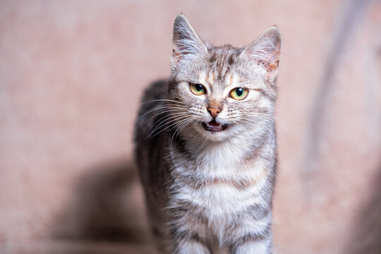 disgruntled tabby cat with a grin on the sofa covered with a light brown plaid made of artificial fur