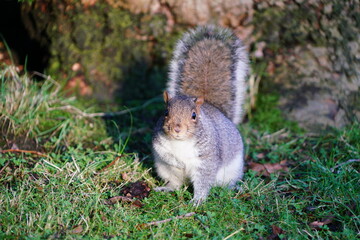 squirrel in the park